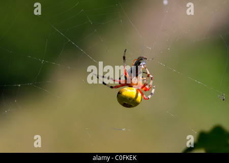 Vier-Punkt Orb-Weaver (Araneus Quadratus) Essen eine Wespe Stockfoto