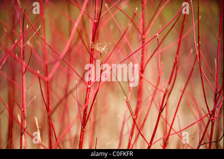 Rot stammten Hartriegel, Cornus Alba, im winter Stockfoto