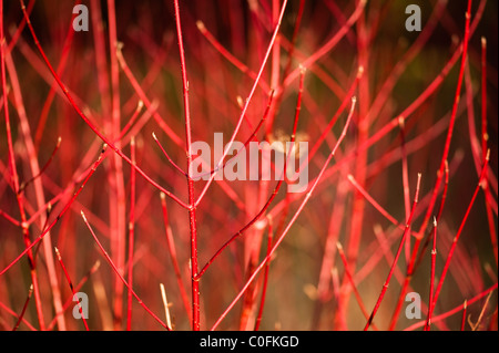 Rot stammten Hartriegel, Cornus Alba, im winter Stockfoto