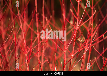 Rot stammten Hartriegel, Cornus Alba, im winter Stockfoto