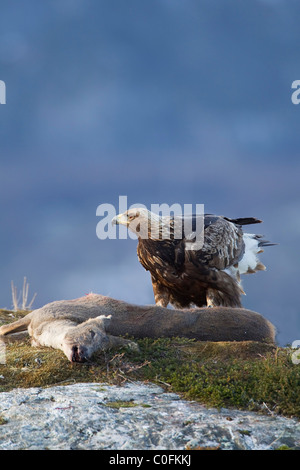 Steinadler (Aquila Chrysaetos) thront auf dem Kadaver ein Reh und ein wachsames Auge auf seine Umgebung Stockfoto