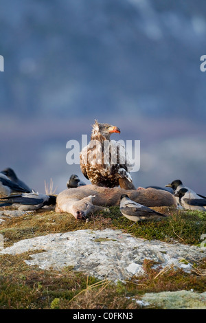 Seeadler Haliaeetus Horste auf den Kadaver einer Rehe füttern und umgeben von Nebelkrähen in Norwegen Stockfoto