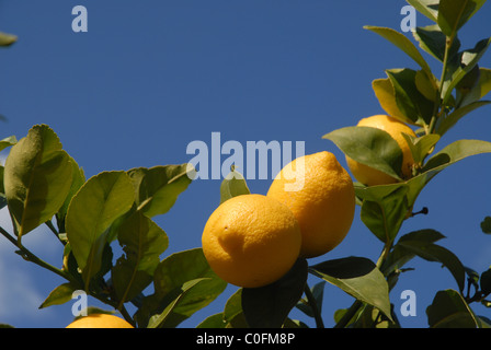 Zitronen wachsen auf Bäumen, Provinz Alicante, Valencia, Spanien Stockfoto