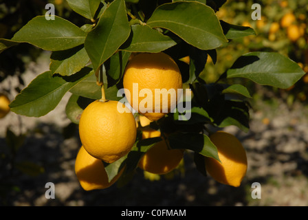 Zitronen wachsen auf Bäumen, Provinz Alicante, Valencia, Spanien Stockfoto