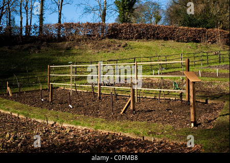 Birne und Apfel Bäume gesetzt für den Anbau als espaliered Bäume bei Painswick Rokoko-Garten, Gloucestershire, England, UK Stockfoto