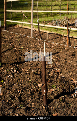 Neu gepflanzten Birne, Pyrus Communis "Beth", gebunden um zu trainieren als espaliered Baum in Painswick Rokoko Garden, Gloucestershire, UK Stockfoto