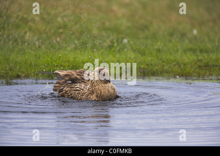 Great Skua Stercorarius Skua Baden im Pool am Hermaness, Unst, Shetland-Inseln im Juni. Stockfoto