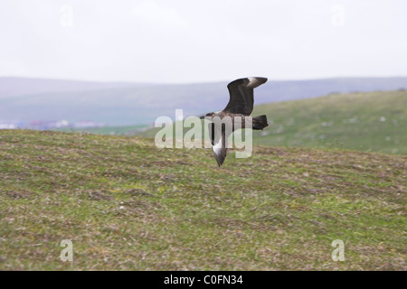 Great Skua Stercorarius Skua im territorialen Flug auf Mousa, Shetland-Inseln im Juni. Stockfoto