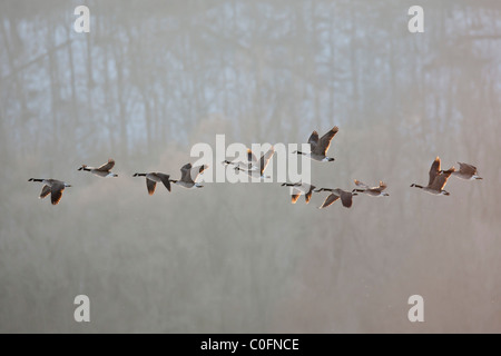 Kanadagänse im Flug Stockfoto