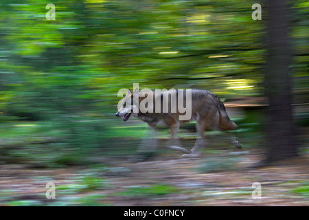 Europäische graue Wolf (Canis Lupus) laufen im Wald, Deutschland Stockfoto