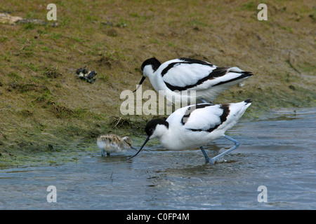 Säbelschnäbler (Recurvirostra Avosetta) mit Küken auf Nahrungssuche am Ufer, Deutschland Stockfoto