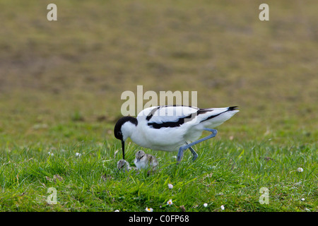 Säbelschnäbler (Recurvirostra Avosetta) Altvogel mit Küken im Grünland, Deutschland Stockfoto