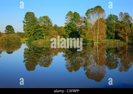 Grünen Wald Spiegelung im See. Stockfoto