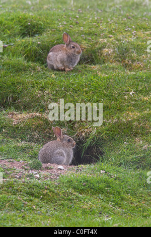 Europäische Kaninchen Oryctolagus Cuniculus junge am Graben Eingänge auf Mainland, Shetland-Inseln im Juni. Stockfoto