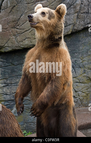 Ein Braunbär (Ursus Arctos) in den Zoo von Kopenhagen in Dänemark. Stockfoto