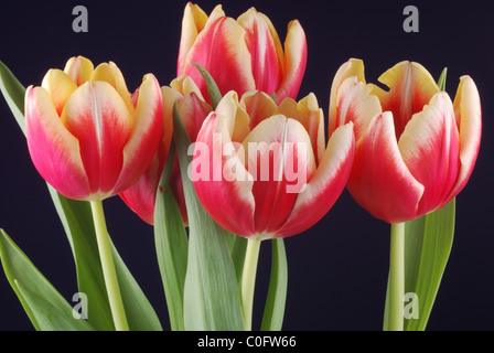 Rote und gelbe Tulpen Stockfoto