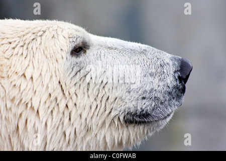 Eine nasse Eisbär (Ursus Maritimus) in den Zoo von Kopenhagen in Dänemark. Stockfoto