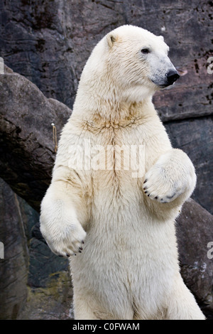 Eine stehende Eisbär (Ursus Maritimus) in den Zoo von Kopenhagen in Dänemark. Stockfoto