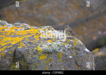 Rock Pieper Anthus Petrosus auf Flechten bedeckt Felsen auf Mousa, Shetland-Inseln im Juni gelegen. Stockfoto