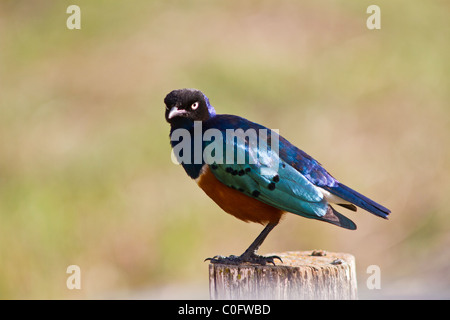 Eine Nahaufnahme von einem superb Starling thront auf einem Pfosten in Kenia. Es ist mit Blick auf der linken Seite und schaut in die Kamera. Stockfoto