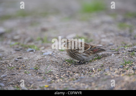 Berghänfling Zuchtjahr Flavirostris, Männchen ernähren sich von Samen bei Sumburgh Head, Shetland Festland im Juni. Stockfoto