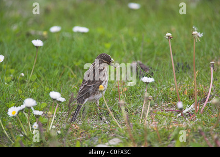 Berghänfling Zuchtjahr Flavirostris Weibchen ernähren sich von Blumensamen in Leebotten, Shetland Festland im Juni. Stockfoto