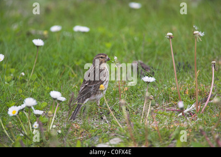 Berghänfling Zuchtjahr Flavirostris Weibchen ernähren sich von Blumensamen in Leebotten, Shetland Festland im Juni. Stockfoto