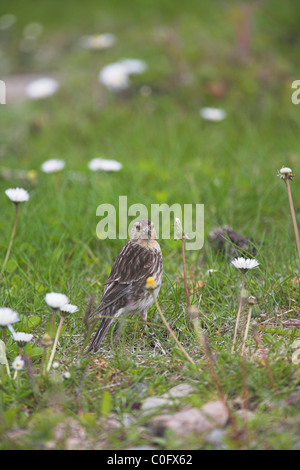 Berghänfling Zuchtjahr Flavirostris Weibchen ernähren sich von Blumensamen in Leebotten, Shetland Festland im Juni. Stockfoto