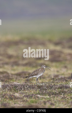 Regenbrachvogel Numenius Phaeopus anzeigen auf Moorland auf Fetlar, Shetland Isles im Juni. Stockfoto