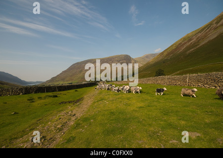 Lakeland Schafe überqueren Wasdale fiel Wast Wasser The Lake District National Park Cumbria England Stockfoto