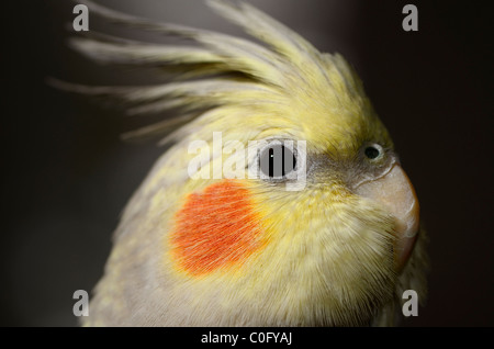 Nahaufnahme des Kopfes des juvenilen weiblichen Pearl Nymphensittich Stockfoto