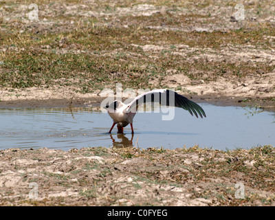 Yellowbilled Storch Fischen in einem Teich Stockfoto