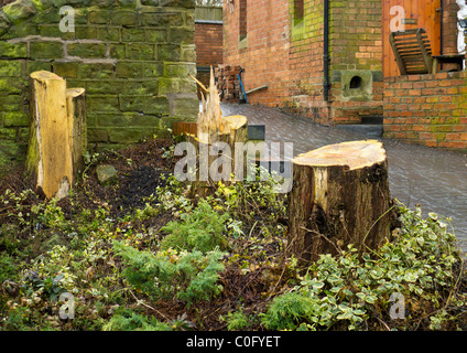 BAUMSTUMPF, WO BÄUME VOR KURZEM WURDEN ABGEHOLZT UND GEFÄLLT. Stockfoto