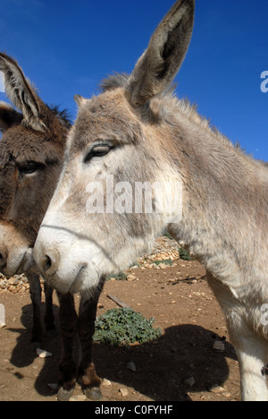 Esel, benirmaurell, Vall de Laguart, Provinz Alicante, Valencia, Spanien Stockfoto