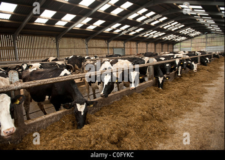 Eine Herde von friesischen Dairy Kühe füttern in eine Viehhütte auf einer Farm UK Stockfoto