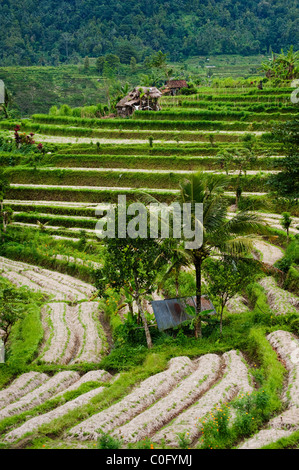 Das Sideman-Tal in Bali, Indonesien, hat einige der schönsten Reis und Gemüse Terrassen und Panoramablick auf die Insel Stockfoto