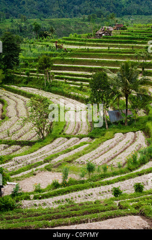 Das Sideman-Tal in Bali, Indonesien, hat einige der schönsten Reis und Gemüse Terrassen und Panoramablick auf die Insel Stockfoto