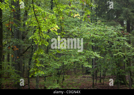 Herbstliche Laub Stand von Białowieża Wald mit Hainbuche Zweig im Vordergrund Stockfoto