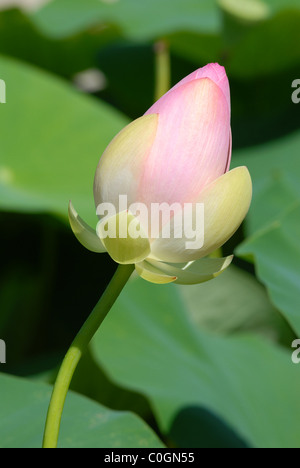 Closeup rosa Knospe der Heilige Lotus (Nelumbo Nucifera) auf grüne Blätter Hintergrund Stockfoto