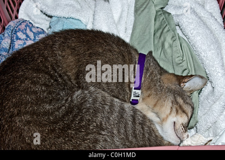 Katze schläft unter der Kleidung in einen Wäschekorb Stockfoto