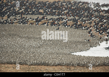 Herde von Winter Gefieder Knoten Calidris Canutus und Austernfischer Haematopus Ostralegus, Snettisham, Norfolk. UK Stockfoto