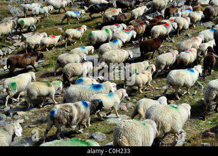 farbige rote und blaue Schafe auf der Alm Stockfoto