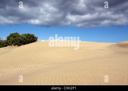 DIE DÜNEN VON MASPALOMAS AUF DER INSEL GRAN CANARIA. KANARISCHEN INSELN. Stockfoto