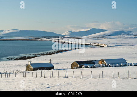 dh Swanbister Bay ORPHIR ORKNEY Snowy Fields Orkney Farmschnee Landschaft schottland ländliches Feld blauer Himmel Winterszenen großbritannien Stockfoto