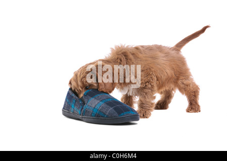 Foto von einem 11 Wochen alten männlichen rote und weiße Cockapoo Welpen Stockfoto