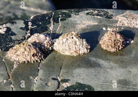 Gemeinsame Limpet (Patella Vulgata), besetzt mit Seepocken Stockfoto