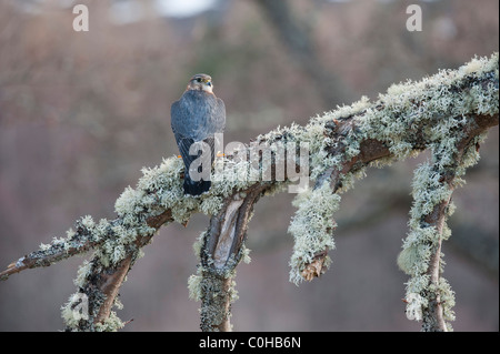 Merlin (Falco Columbarius), Männlich, thront auf bemoosten Ast Stockfoto
