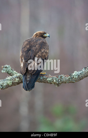 Golden Eagle (Aquila Chrysaetos), Männlich, thront auf Zweig Stockfoto