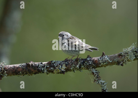 Erlenzeisig (Zuchtjahr Spinus) auf lichened Zweig, juvenile Stockfoto