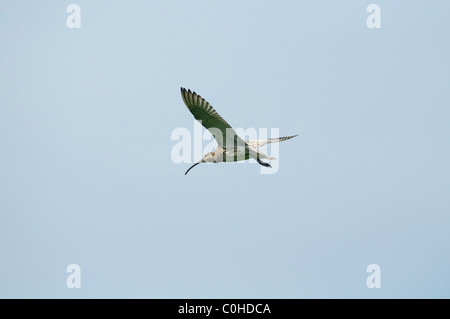 Brachvogel (Numenius Arquata), Erwachsene im Flug Stockfoto